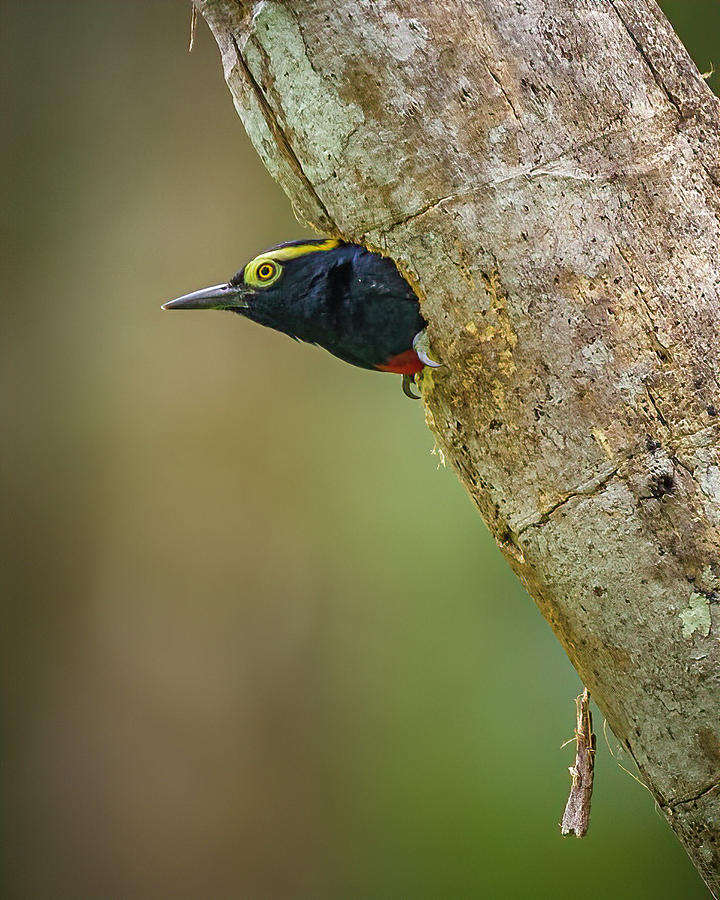 Yellow Tufted Woodpecker Resguardos de Paz Paujil Caqueta Colombia #1 Photograph by Adam Rainoff
