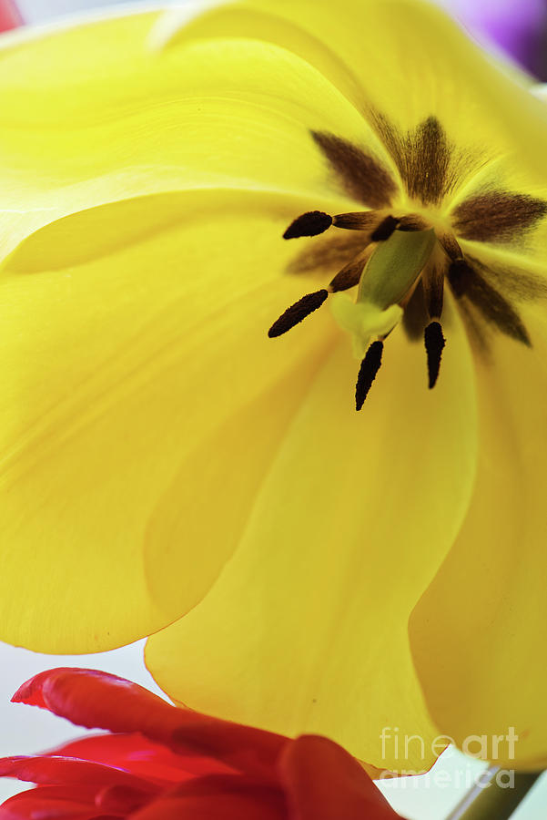 Yellow Tulip In A Vase. Photograph