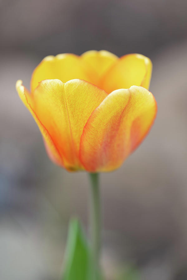 Yellow Tulip #1 Photograph by Paul Freidlund