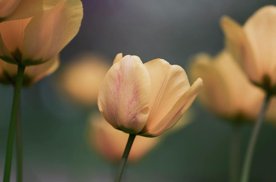 Yellow Tulips  #1 Photograph by Allin Sorenson