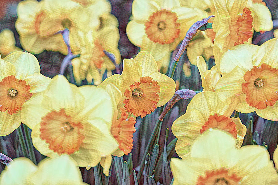 Yellow tulips. - CR2305-9201-ABS #1 Photograph by Jordi Carrio Jamila