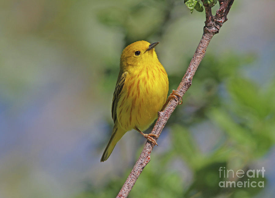 Yellow Warbler #1 Photograph by Gary Wing