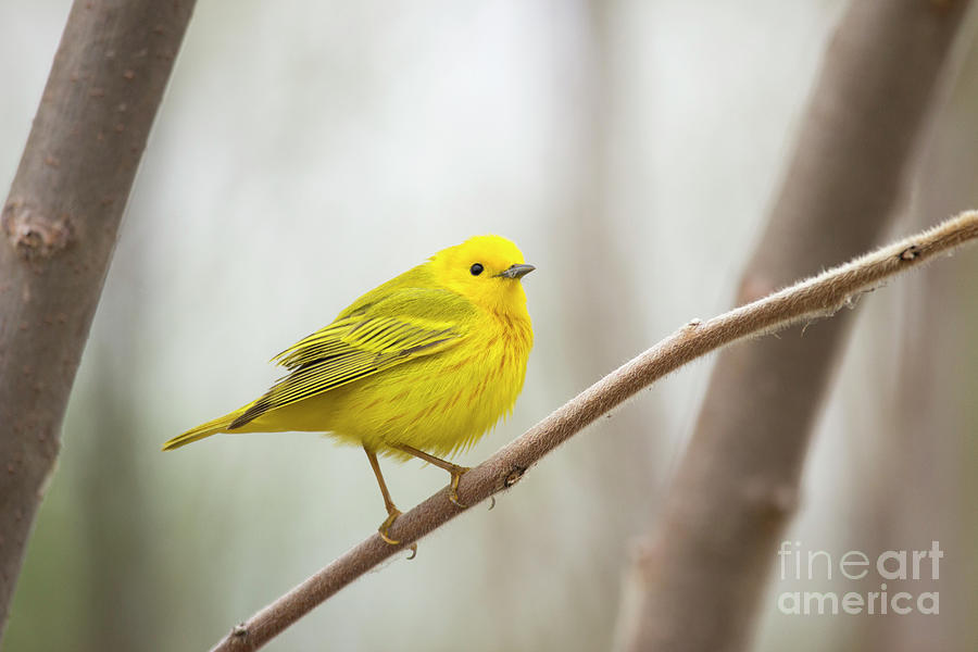 Yellow Warbler Series 2 Photograph by Jeannette Hunt