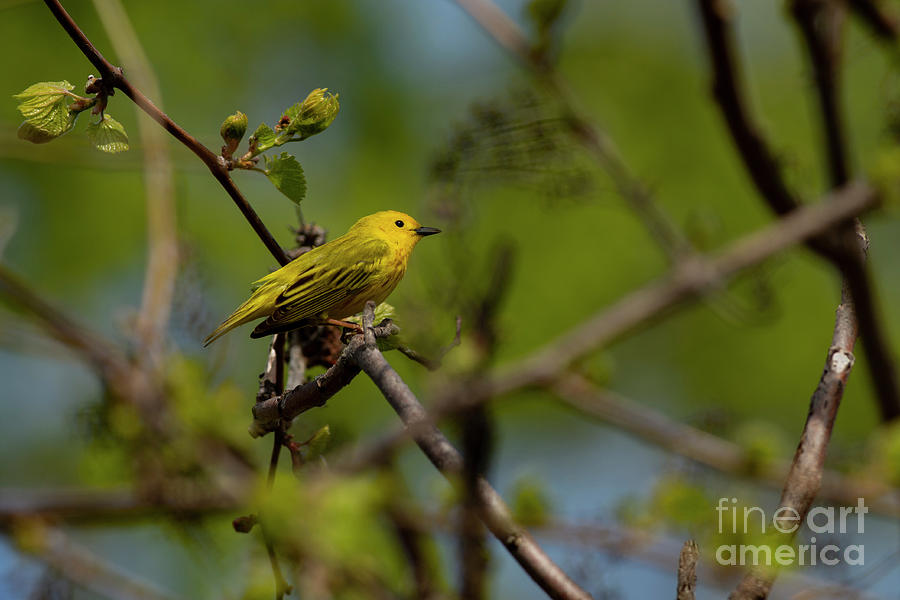 Yellow Warbler #1 Photograph by JT Lewis