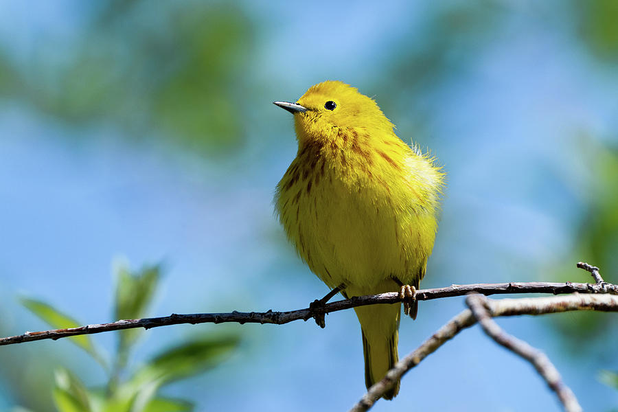 Yellow Warbler #1 Photograph by Julieta Belmont