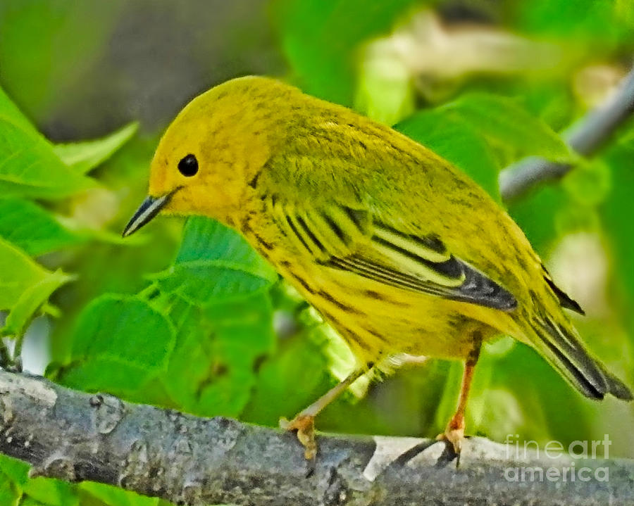 Yellow Warbler #1 Photograph by Kathy M Krause