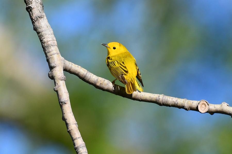 Yellow Warbler #1 Photograph by Shelley Smith - Fine Art America