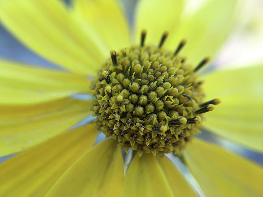 Yellow Wildflower Macro Photograph by K Bradley Washburn
