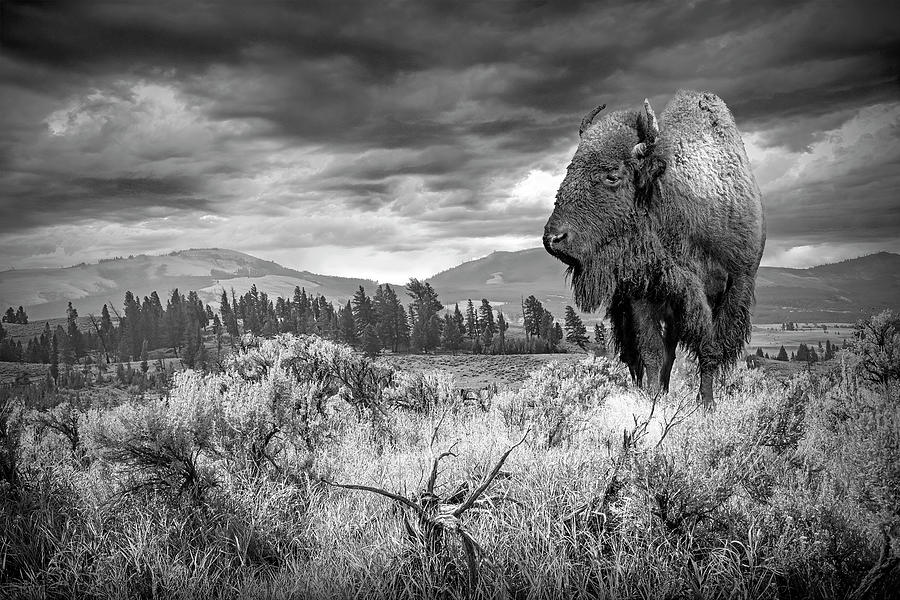 Yellowstone Bison in a Western National Park Landscape with Moun #1 Photograph by Randall Nyhof