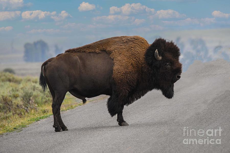 Yellowstone Bison #1 Digital Art by Tammy Keyes