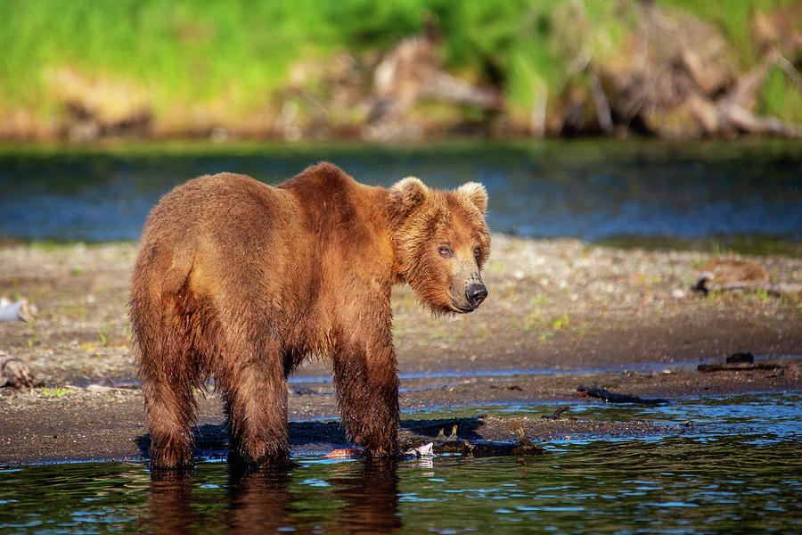Yong Grizzly Bear #1 Photograph by Alex Mironyuk
