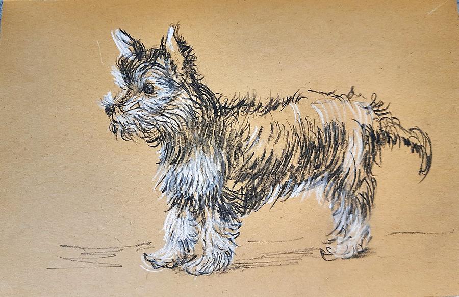 Yorkshire Terrier #1 Drawing by Asha Sudhaker Shenoy