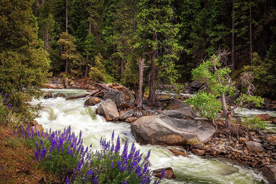 Yosemite Stream #1 Photograph by Andrew Soundarajan