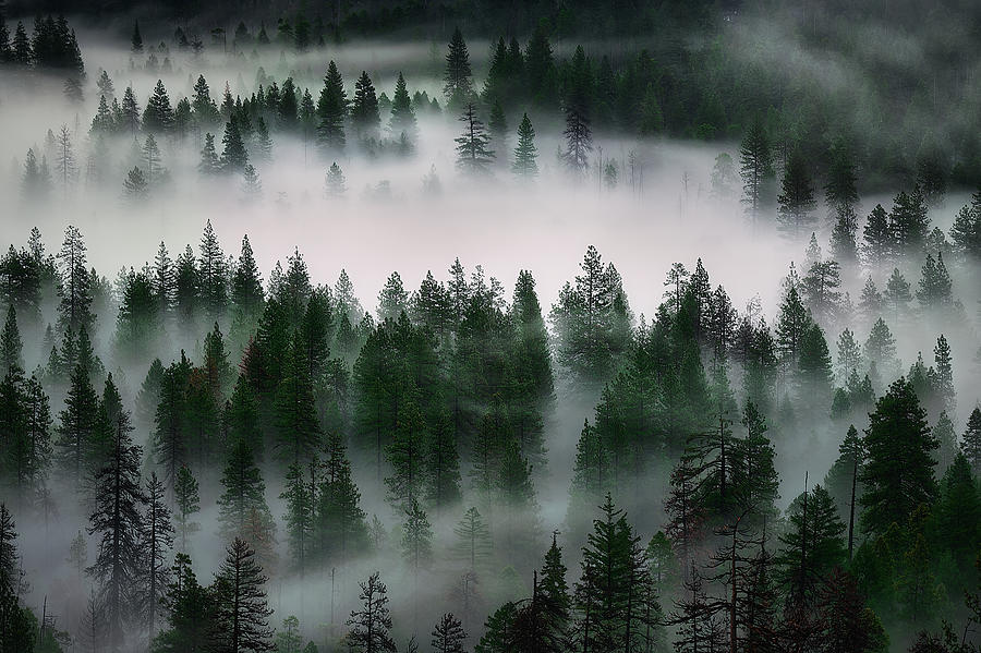 Yosemite National Park Photograph - Yosemite Valley of Trees #1 by Jon Glaser