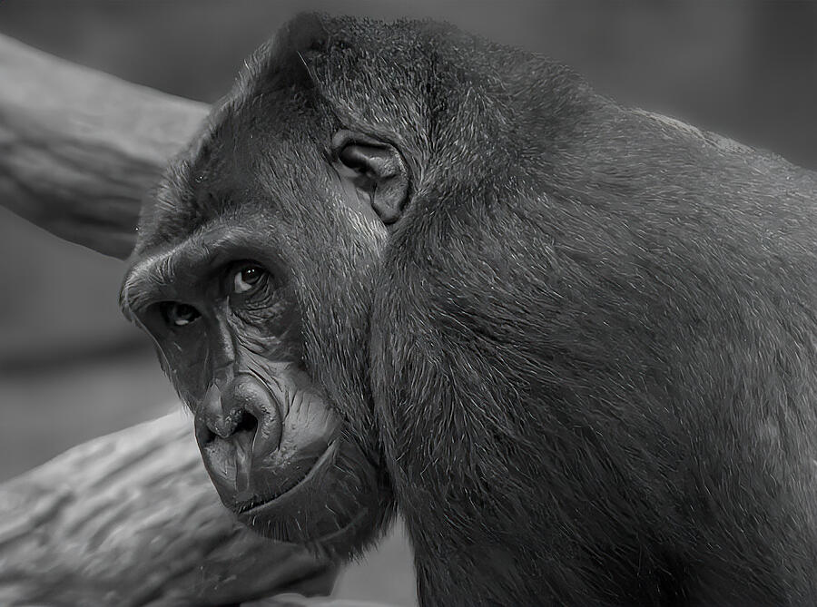 You Lookin At Me? #1 Photograph by Jim Signorelli You Lookin At Me? #1 Photograph by Jim Signorelli
