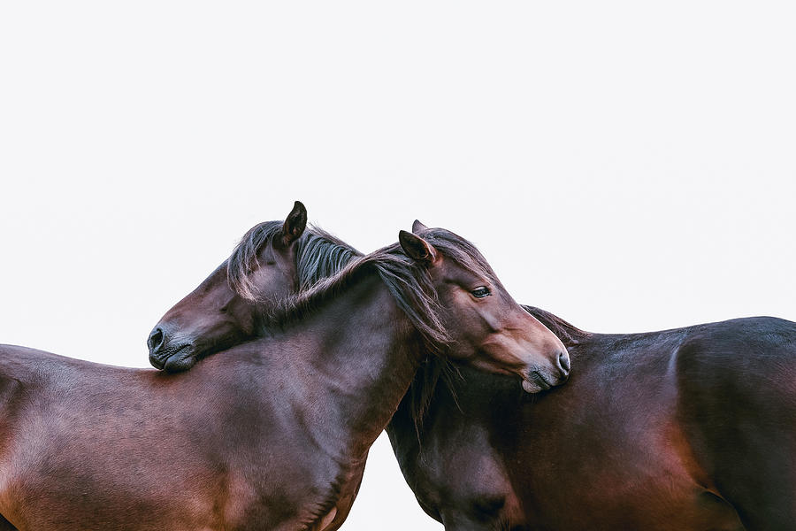 You make me happy I - Horse Art Photograph by Lisa Saint