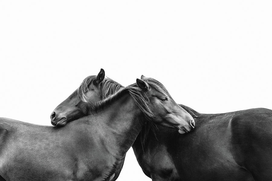 You make me happy II - Horse Art Photograph by Lisa Saint