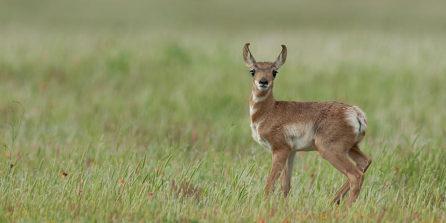 Young Antelope #1 Photograph by Gary Langley