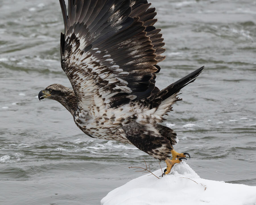 Young Bald Eagle #1 Photograph by Alan Moore Young Bald Eagle #1 Photograph by Alan Moore