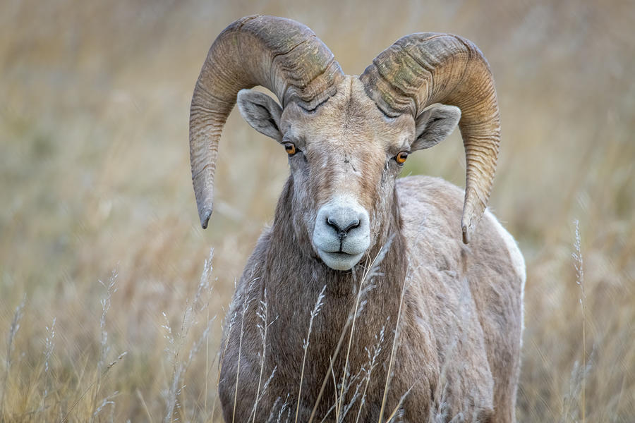 Young Bighorn Ram Photograph