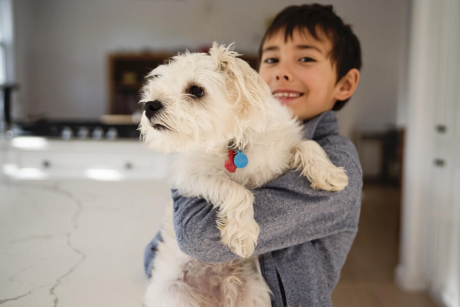 Young boy holding morki dog in kitchen. #1 Photograph by Martinedoucet