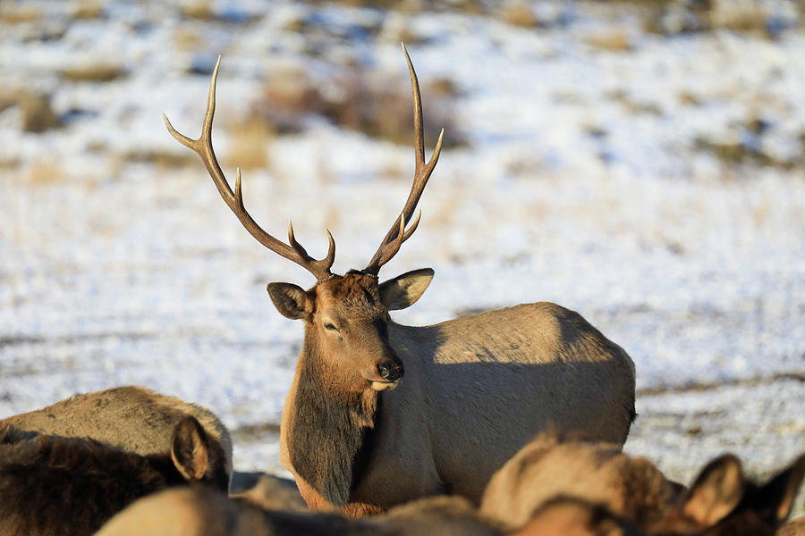 Young Bull Elk Photograph