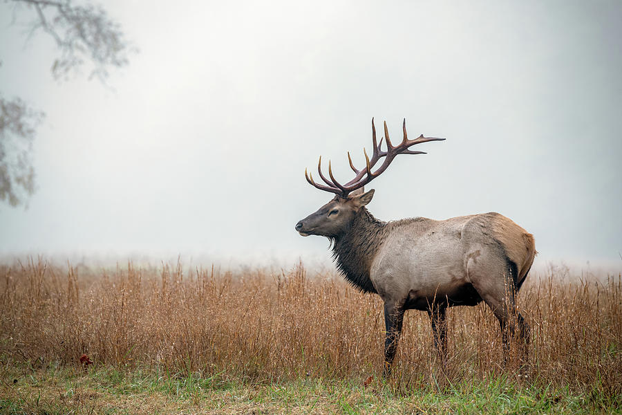 Young Bull Elk Photograph by Robert J Wagner