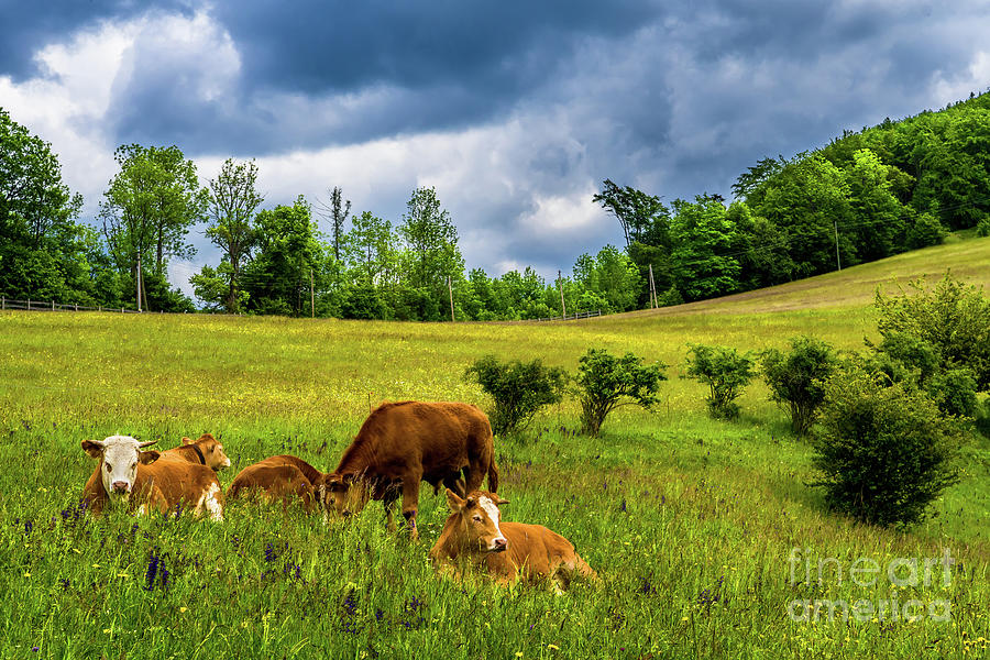 Young Cows Rest On Green Pasture In Rural Landscape In Austria #1 Photograph by Andreas Berthold