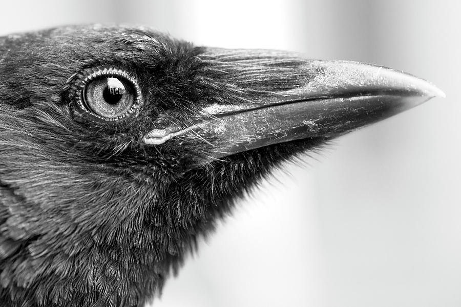 Young Crow Photograph