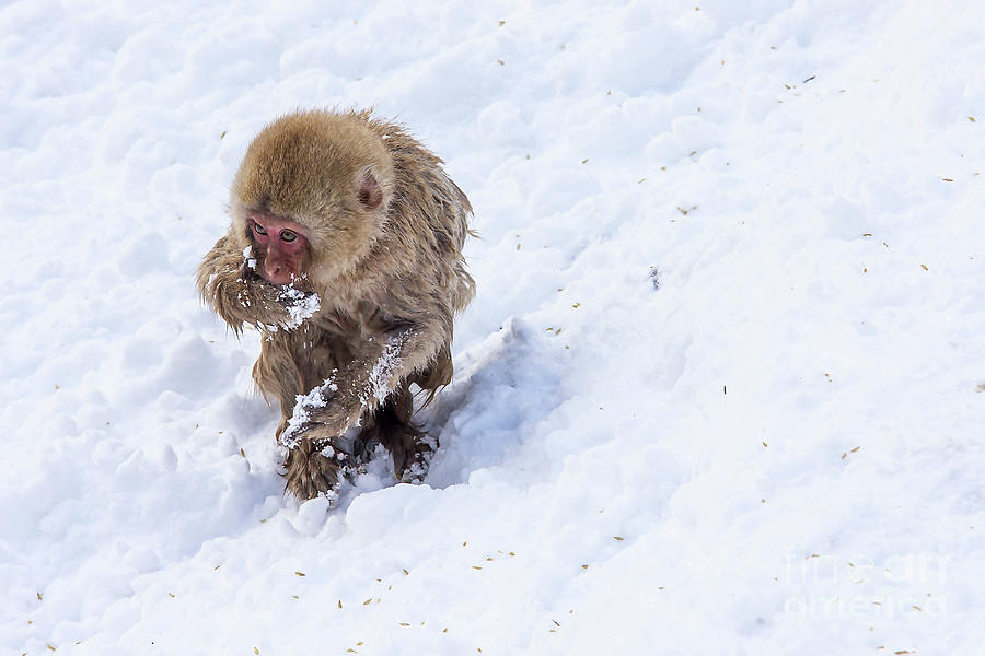 Young Cute Snow Monkey Photograph by Thomas Schwarz - Fine Art America