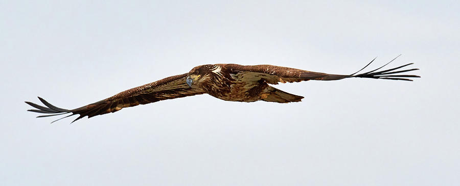 Wildlife Photograph - Young Eagle #1 by Paul Freidlund