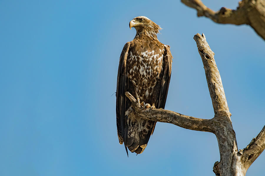 Young Eagle Photograph By Ray Congrove - Fine Art America