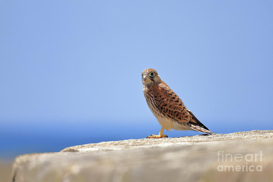 Young Falcon kestrel #1 Photograph by Frederic Bourrigaud