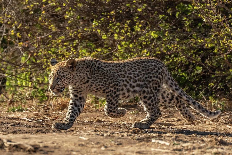Young Female Leopard #1 Photograph by MaryJane Sesto
