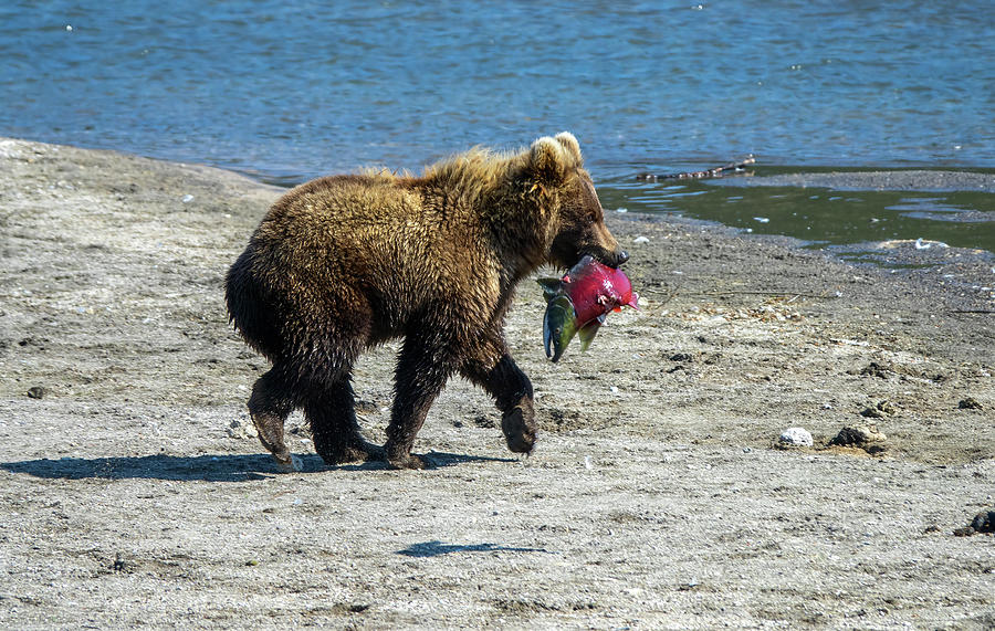 Young fishing brown bear with salmon #1 Photograph by Mikhail Kokhanchikov