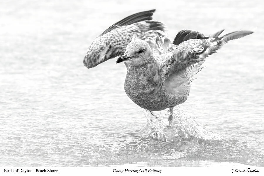 Young Herring Gull Bathing-signed Photograph by Dawn Currie
