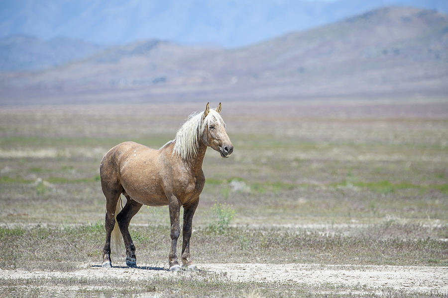 Young Wild Stallion on the West Desert #1 Photograph by Fon Denton