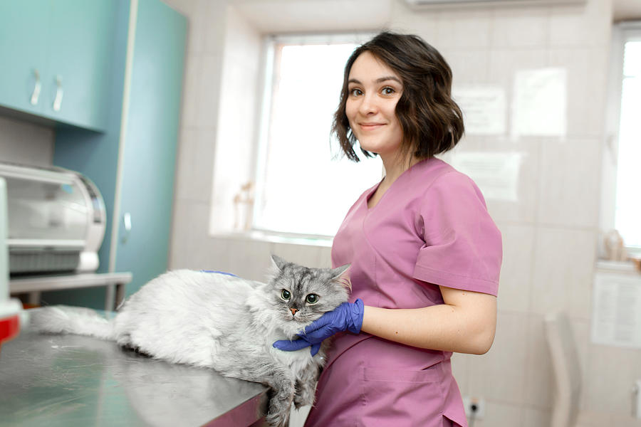 Young Woman Professional Veterinarian Strokes A Big Gray Cat On Table In Veterinary Clinic #1 Photograph by Kateryna Kukota