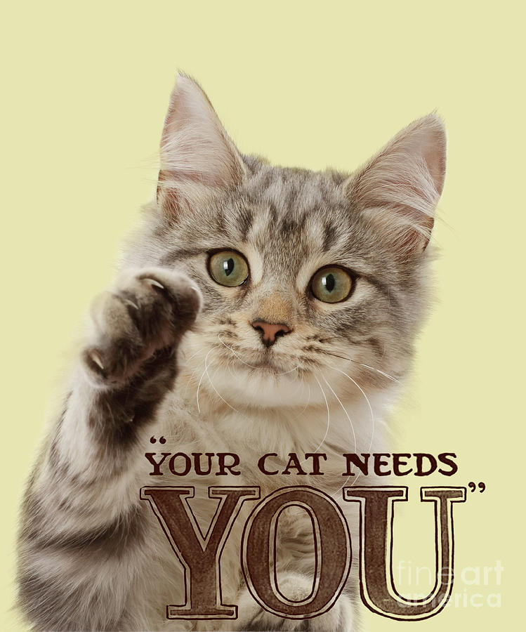 Your Cat Needs You #2 Photograph by Warren Photographic