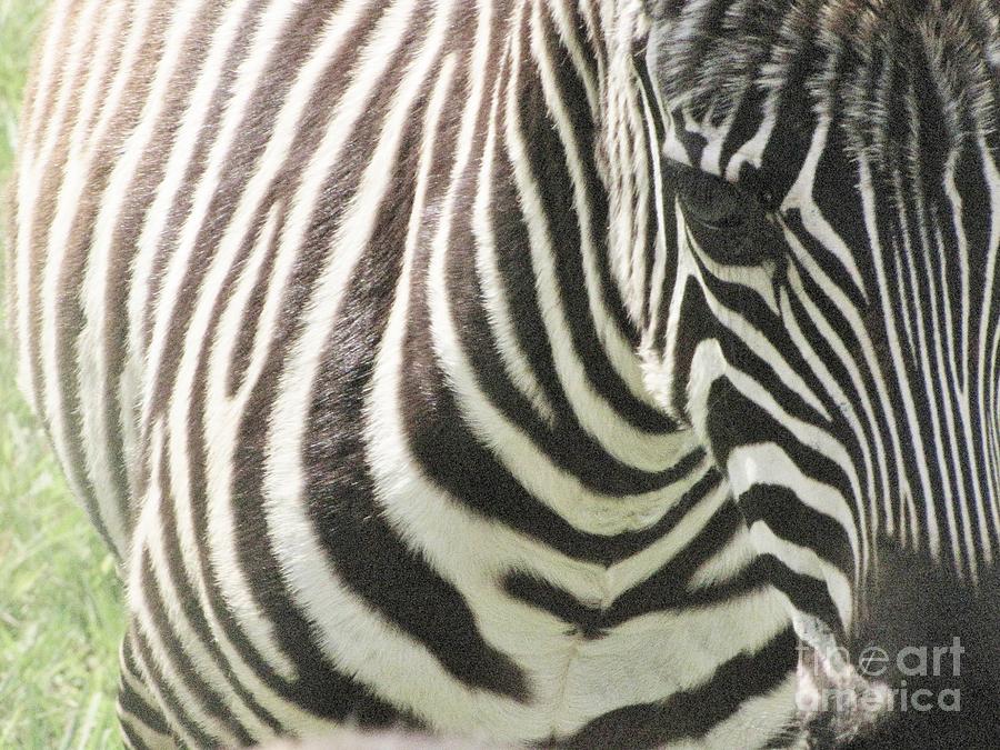 Zebra Close Up #1 Photograph by World Reflections By Sharon