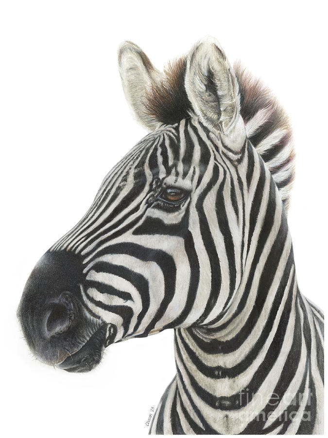 Zebra #1 Drawing by Kimberly Chason