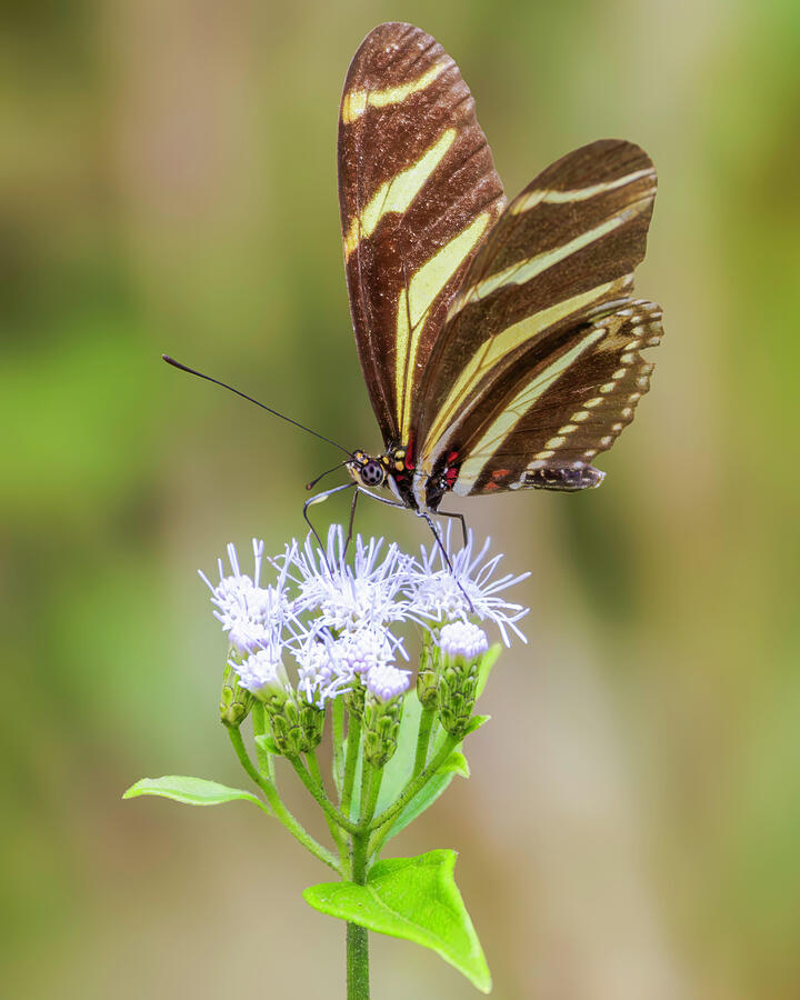 Zebra Longwing #1 Photograph by Adam Rainoff Zebra Longwing #1 Photograph by Adam Rainoff