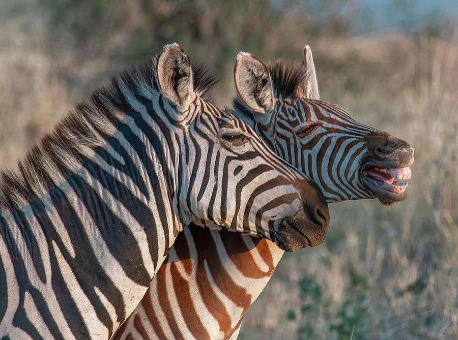 Zebra Love, Tarangire National Park #1 Photograph by Marcy Wielfaert