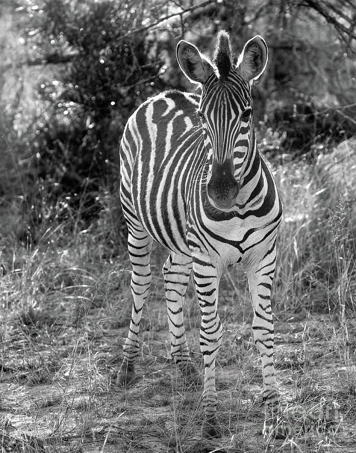 Zebra Photograph By Mark J Pyle - Fine Art America