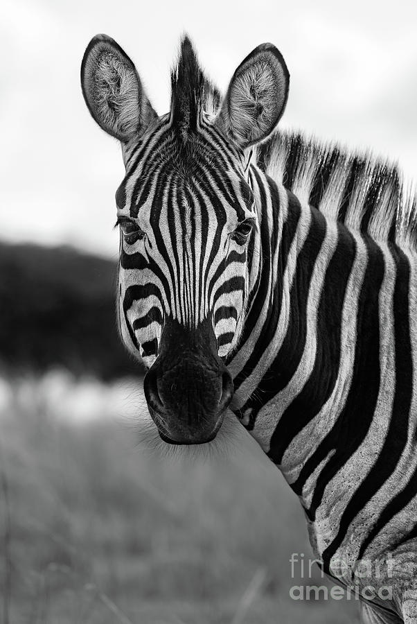 Zebra Portrait Photograph by Jamie Pham - Fine Art America