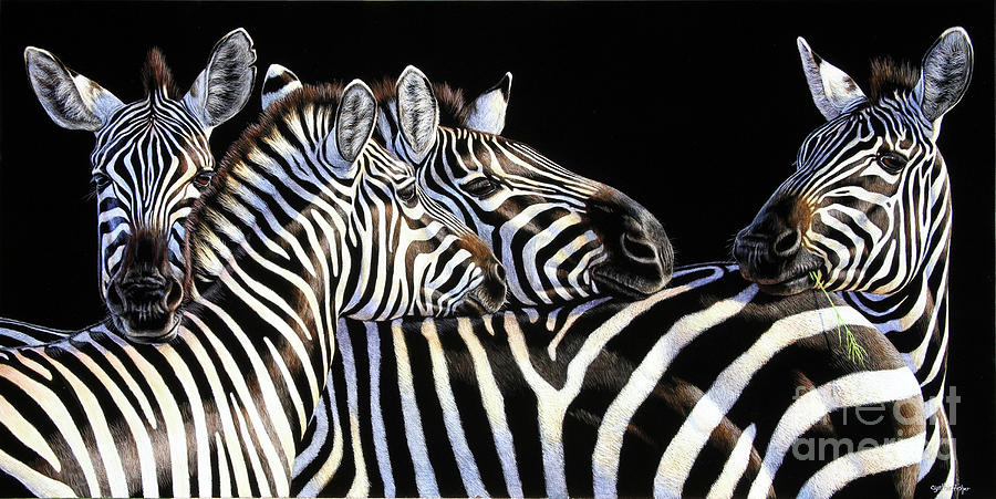 Zebra Scratch Board #1 Painting by Cynthie Fisher