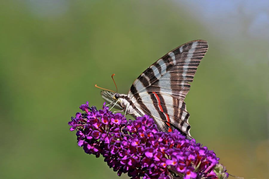 zebra swallowtail III Digital Art by Jerry Dalrymple zebra swallowtail III Digital Art by Jerry Dalrymple