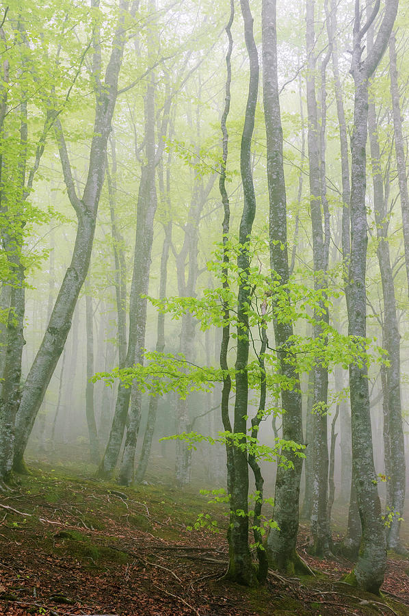 Zen forest Photograph by ACAs Photography - Fine Art America