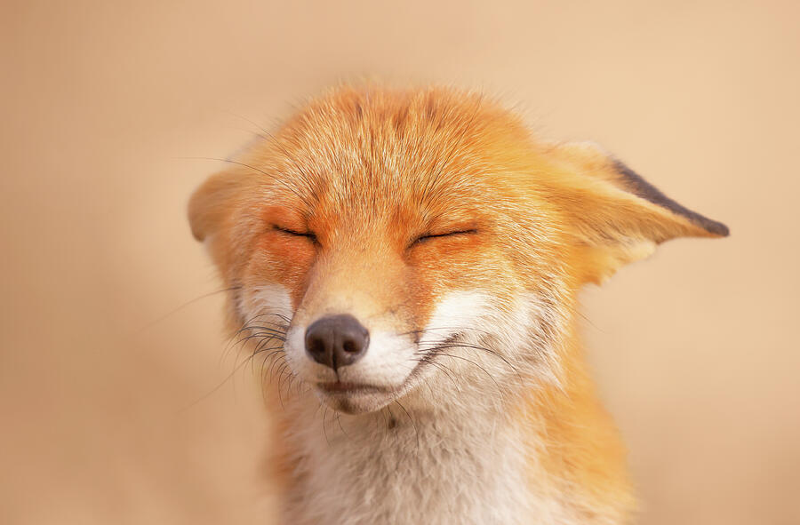 Animal Photograph - Zen Fox Series - Happy Fox is Happy #1 by Roeselien Raimond