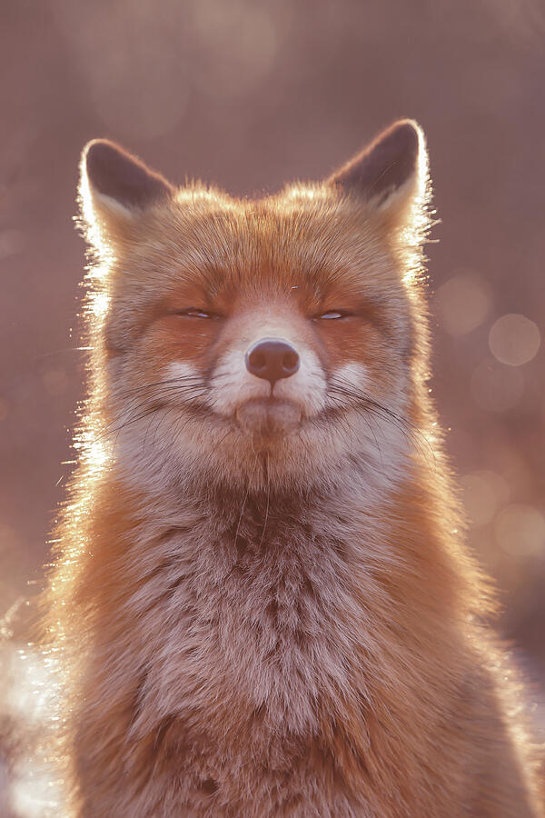 Zen Fox Series - The Smiling Fox Photograph by Roeselien Raimond | Pixels